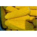 Frozen Sweet Corn on The COB